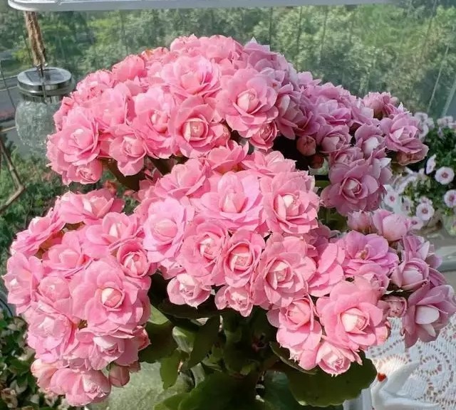 1706753553884900.jpg t019600ace5b82ac839.webp.jpg